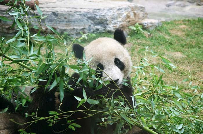 ПАНДА В ПОДАРОК