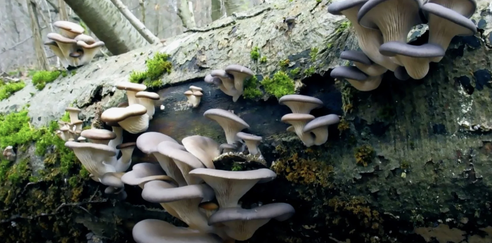 КОТЛЕТОК НЕ ХОТИТЕ?