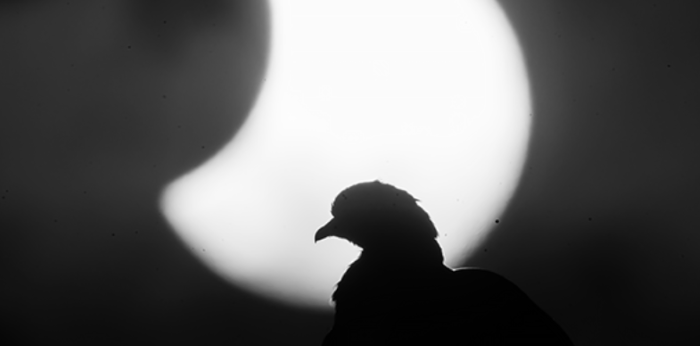 ​ЗА НАМИ СЛЕДИТЬ БУДУТ ТАРАКАНЫ