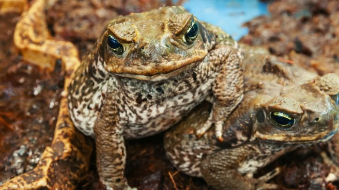 АНГЛОСАКСОВ СЪЕДЯТ ИХ ЖЕ ЖАБЫ
