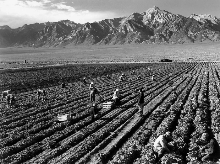 ГОЛОД КАК ЦЕПНАЯ РЕАКЦИЯ