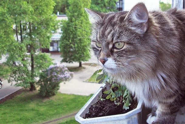 История одной безымянной кошки