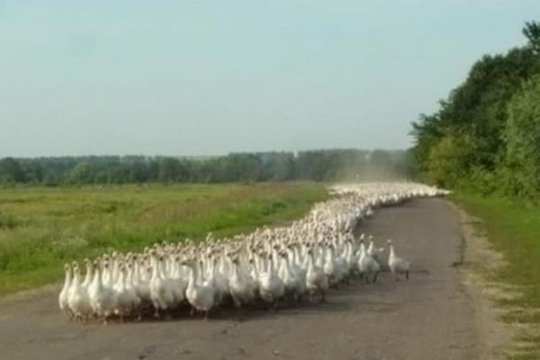 Гуси, спасайте свой Рим!