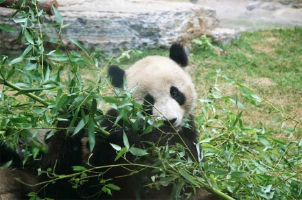 ПАНДА В ПОДАРОК