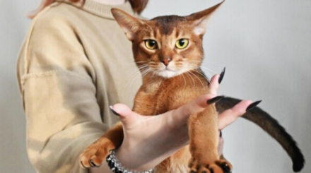 &laquo;РУССКИЙ&raquo; КОТ СТОИЛ ДОРОГО