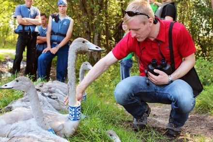 Спруджс должен остаться