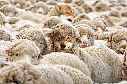 Овцы выстроились в очередь