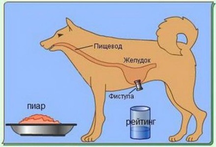 Как правильно вести себя министру