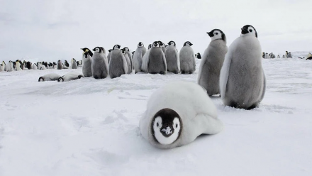 Кому достанется страна пингвинов